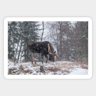 Moose in a snow storm Sticker